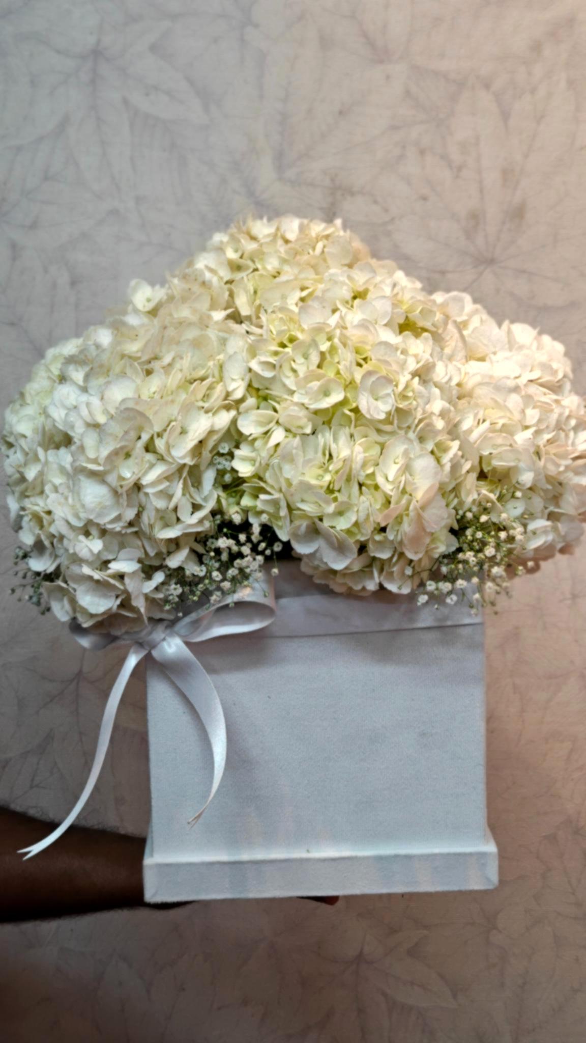 Hydrangea beauty