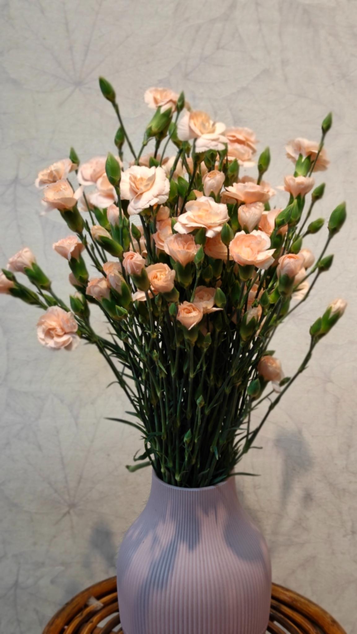 Spray Carnations - peach
