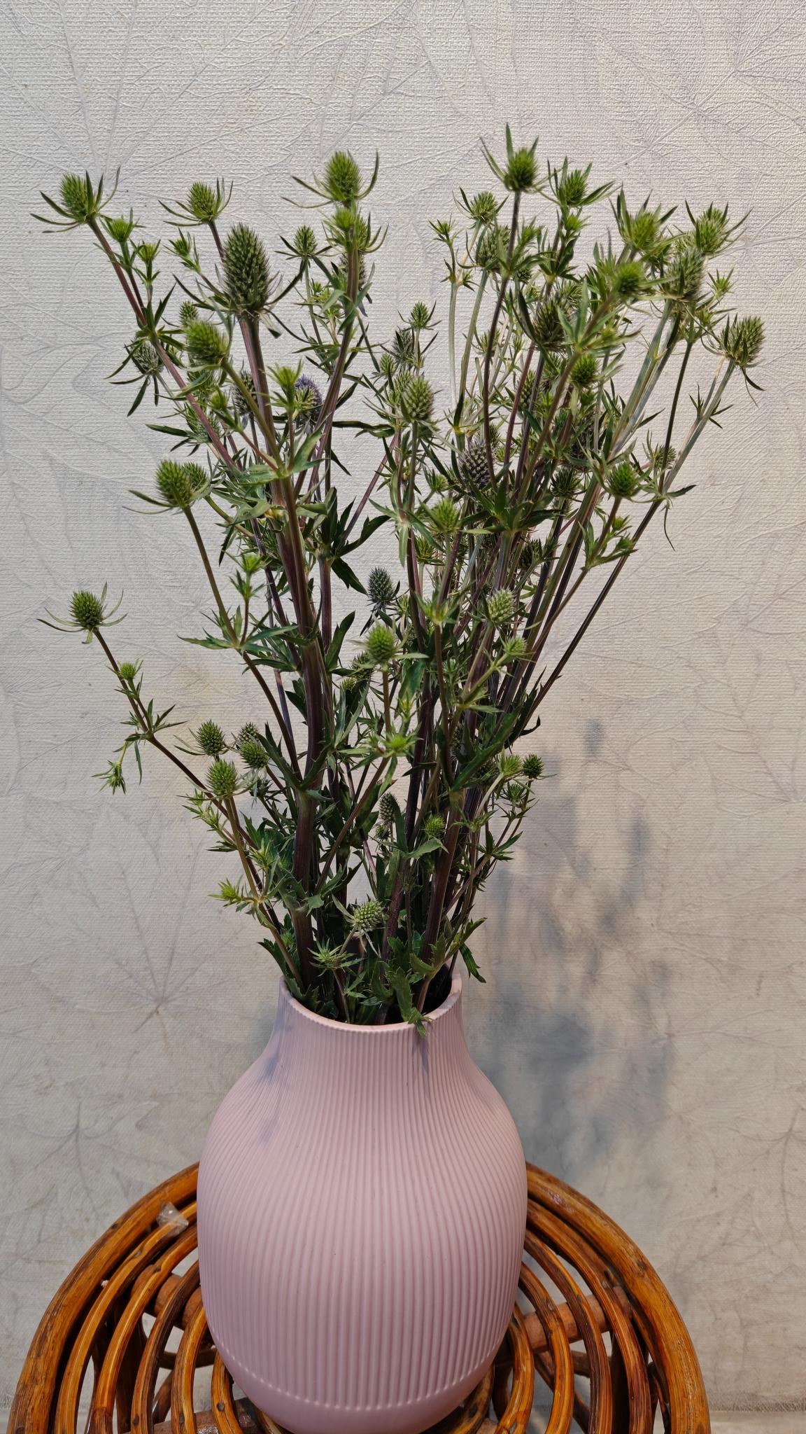Eryngium