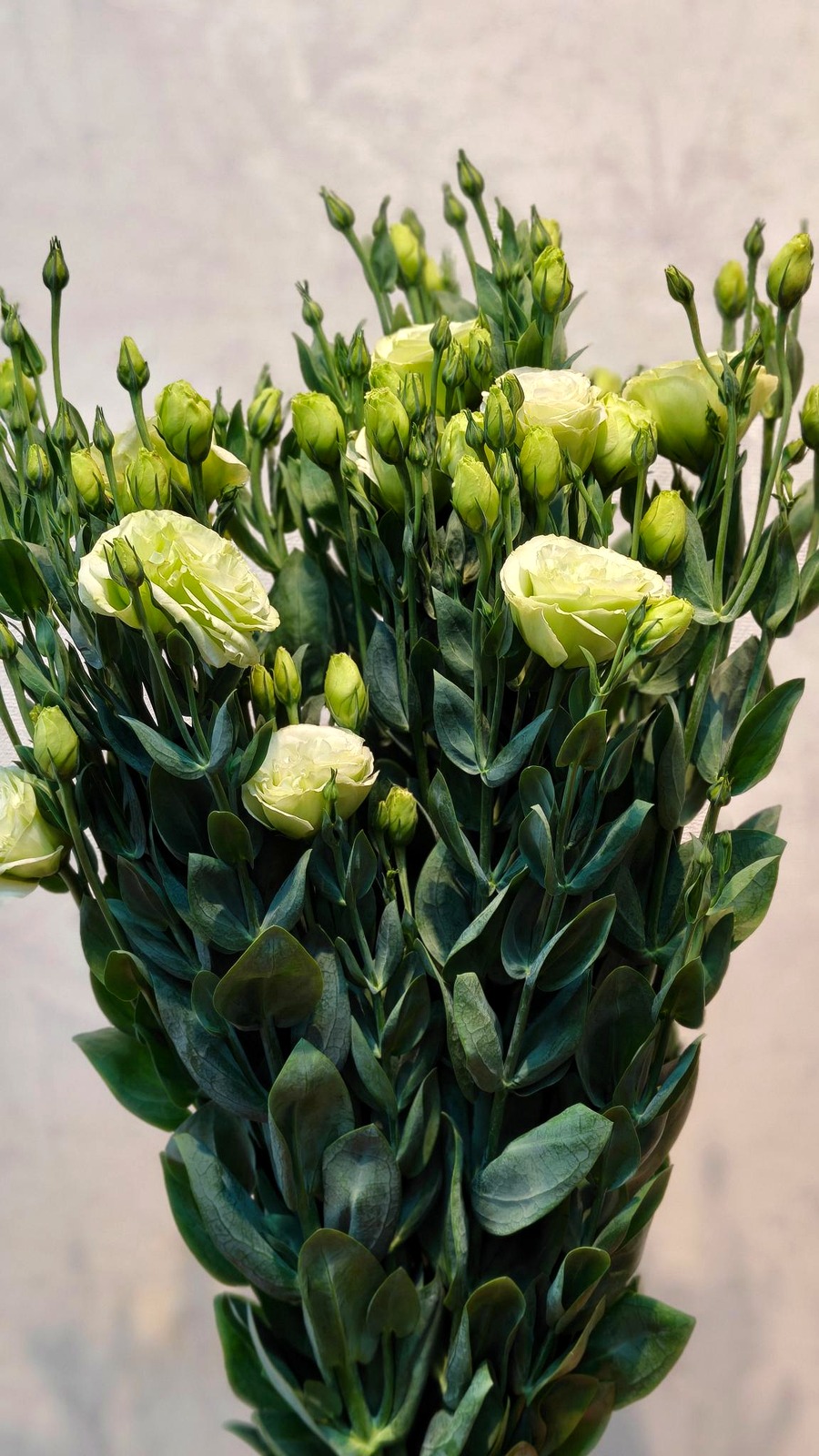 Eustoma -white