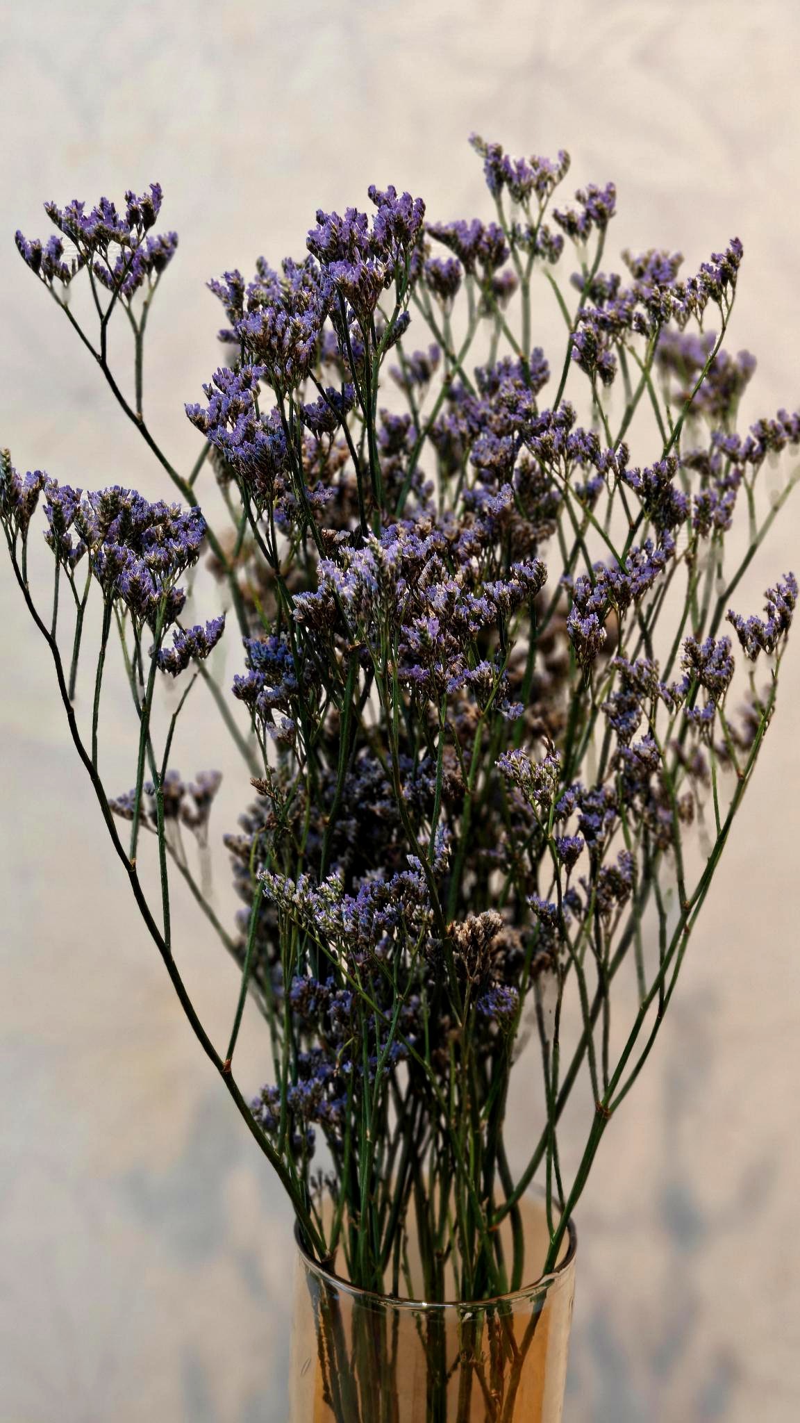Limonium