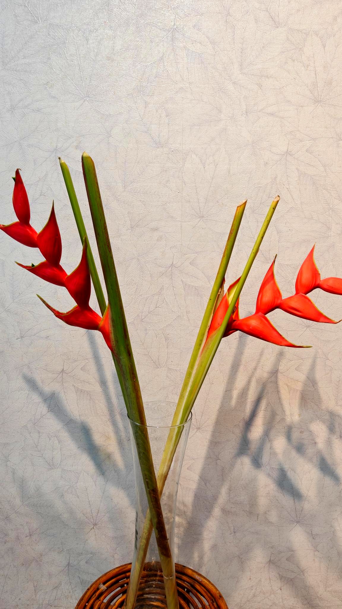 Heliconia