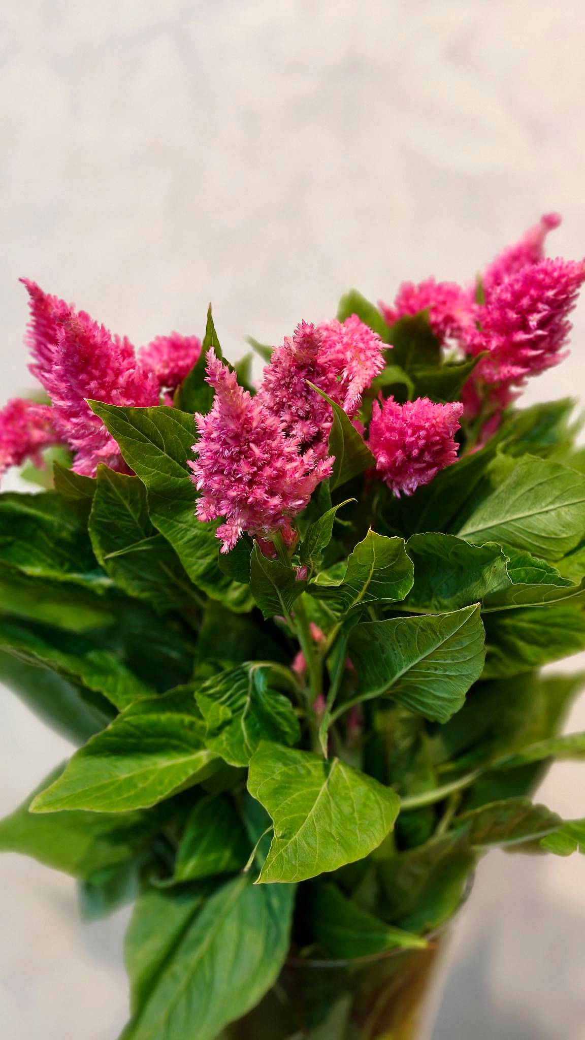 Celosia