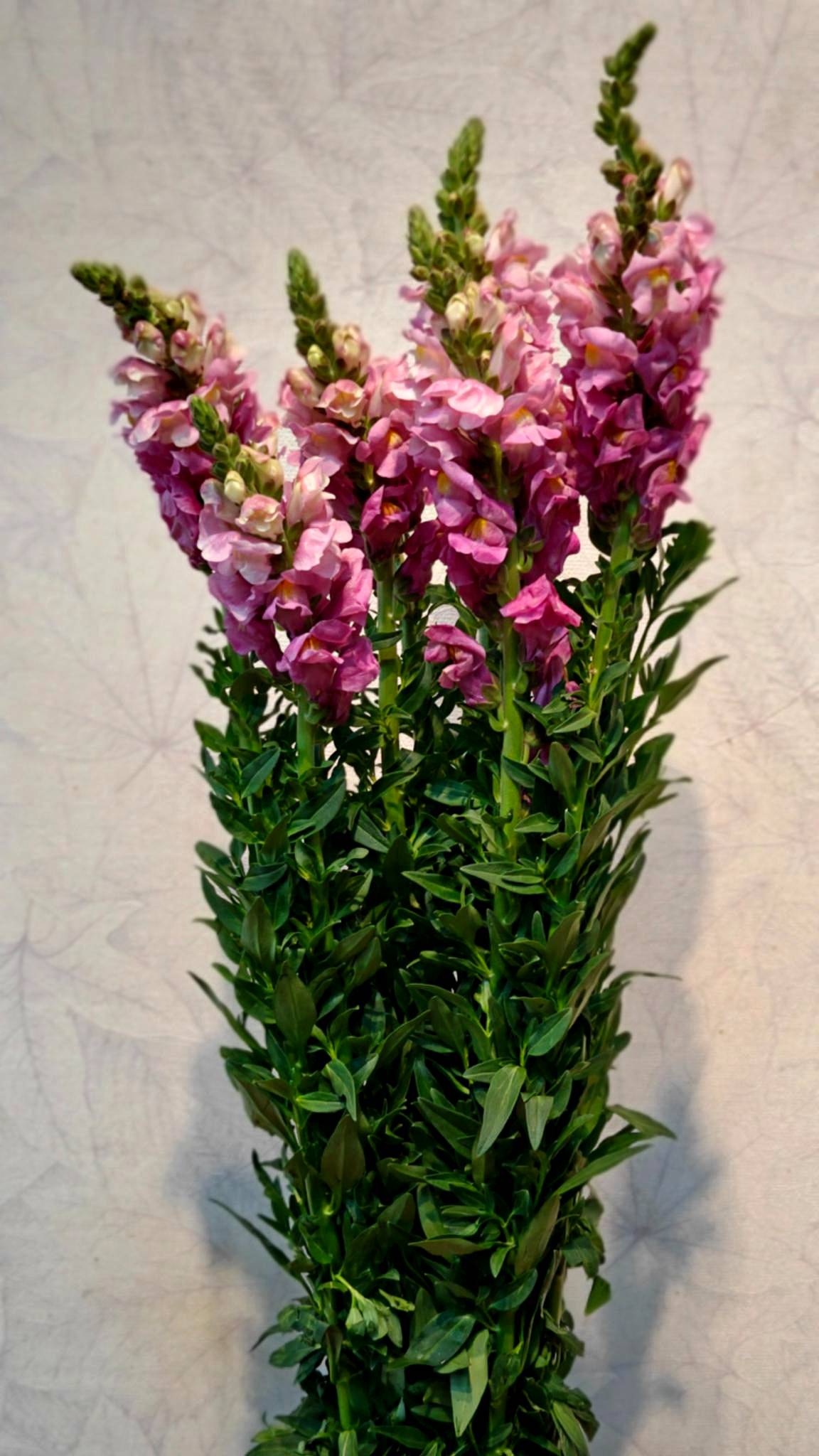 Snapdragon