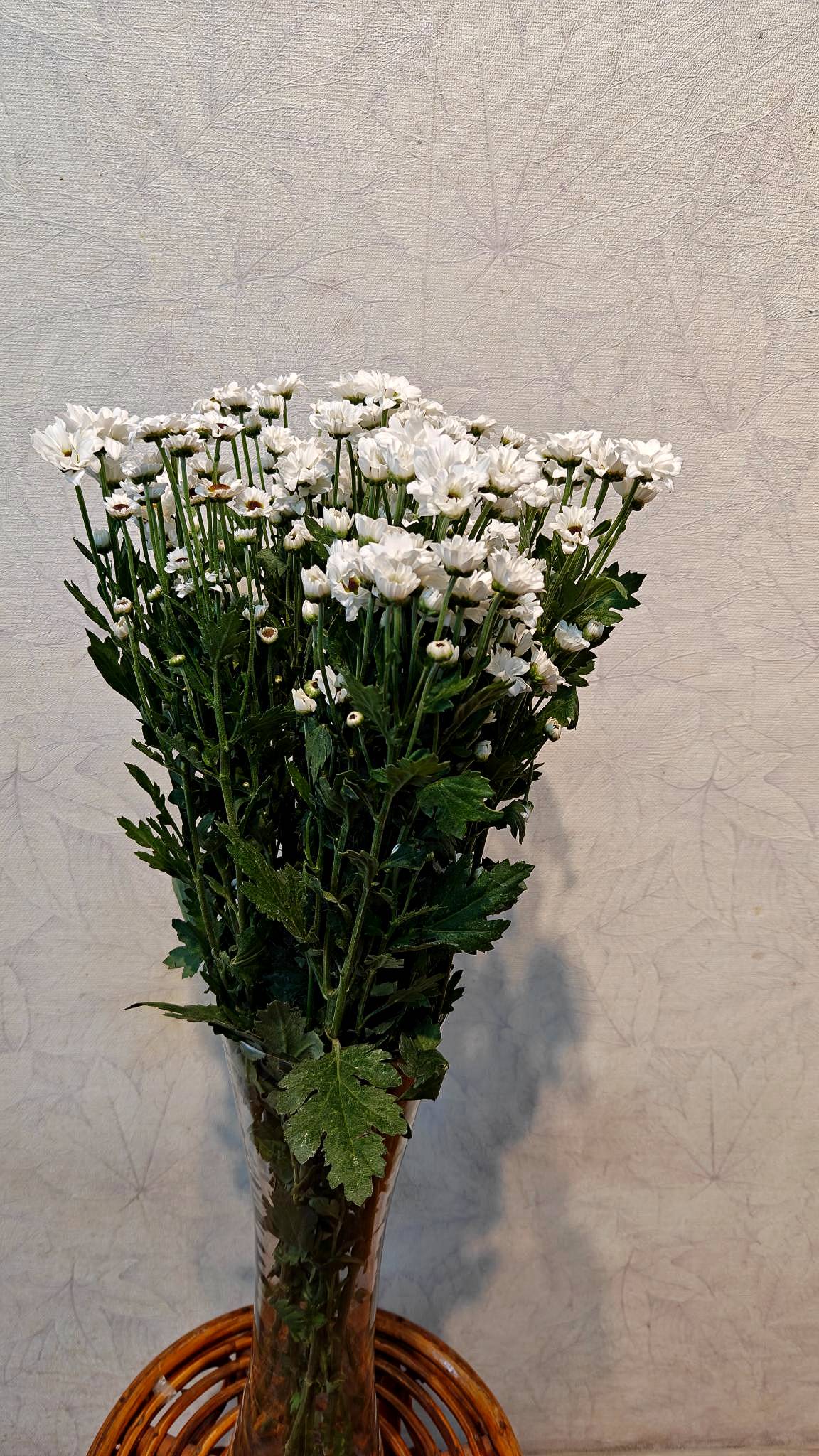 Santini chrysanthemum