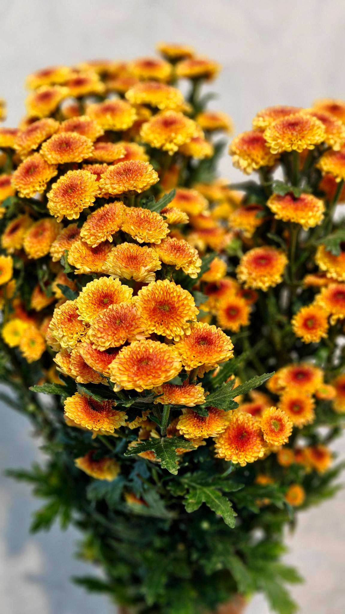 Chrysanthemum