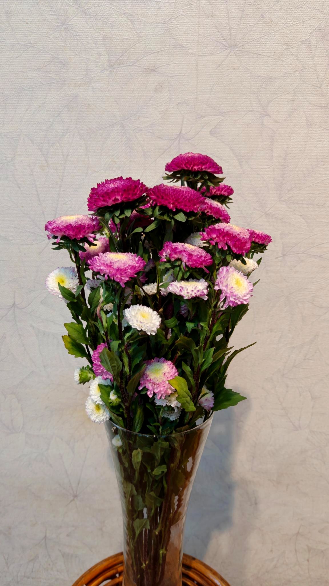 Aster