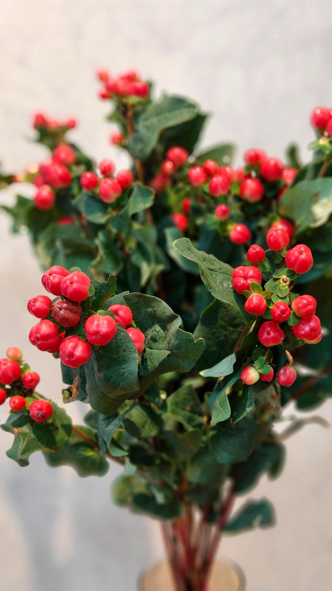 Hypericum Berri