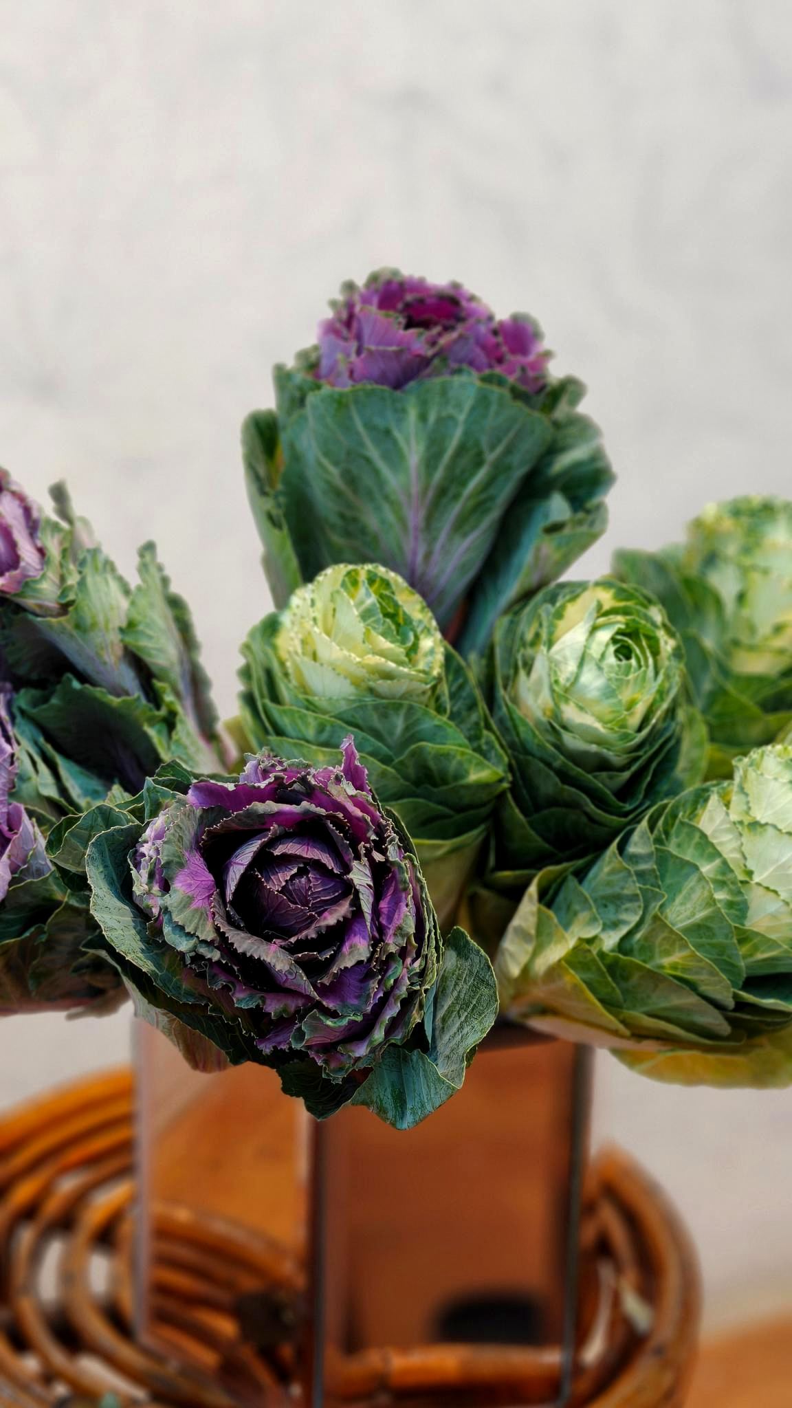 Brassica