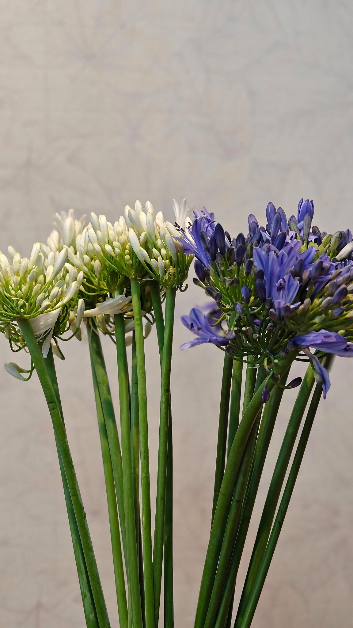 Agapanthus