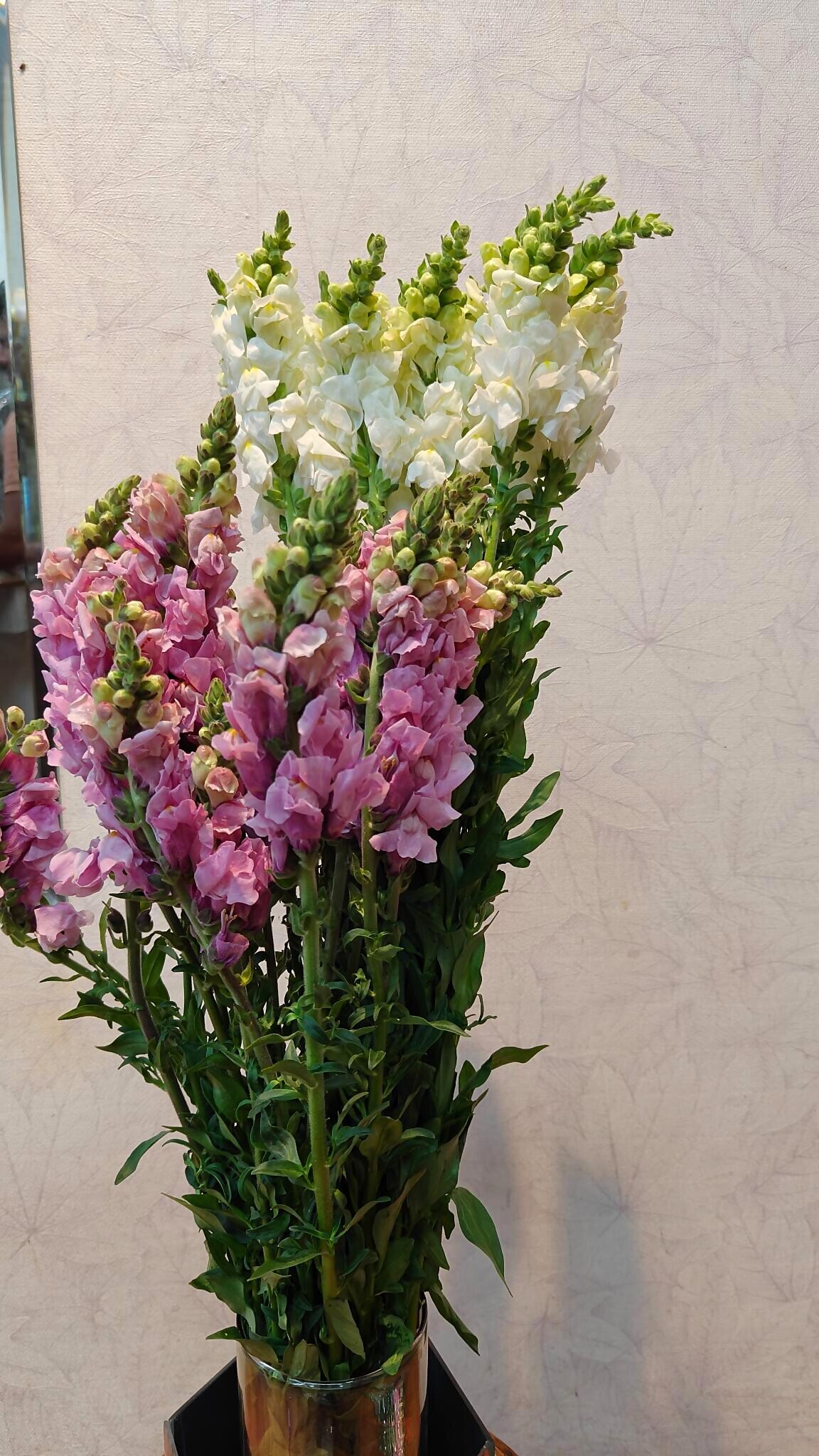 Snapdragon