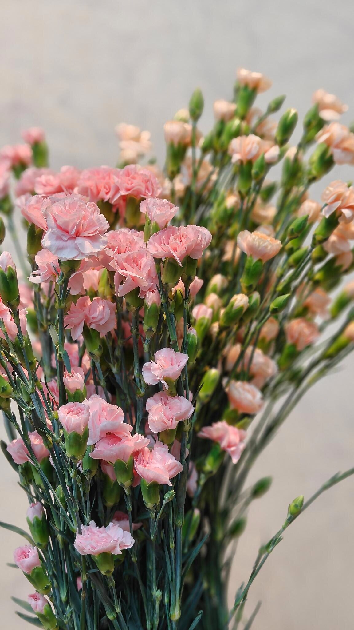 Baby carnation