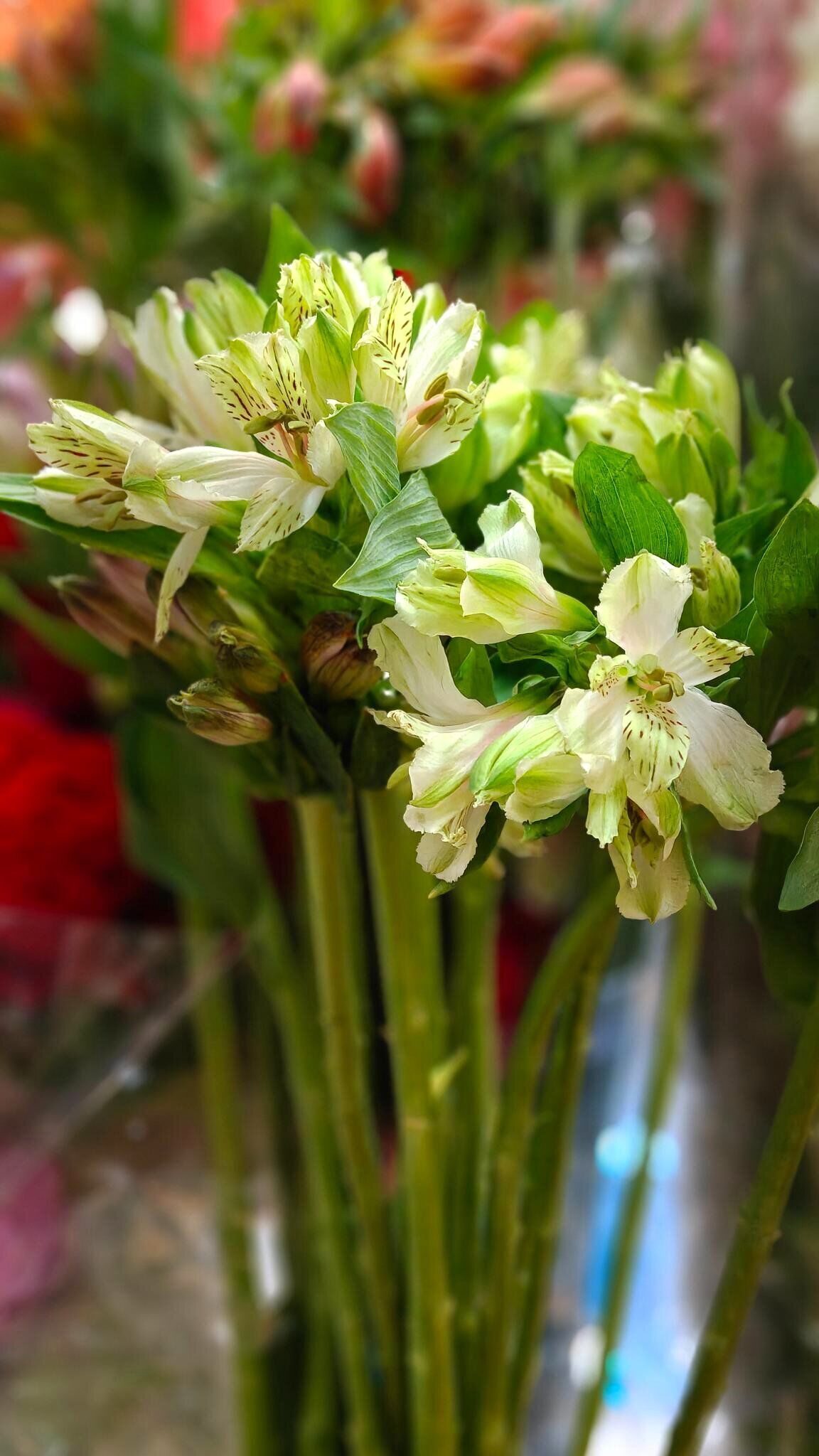 Alstroemeria