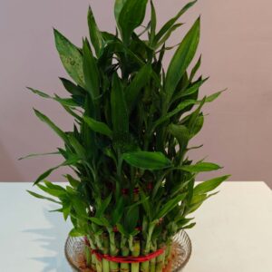 Lucky bamboo