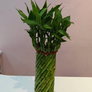Lucky bamboo